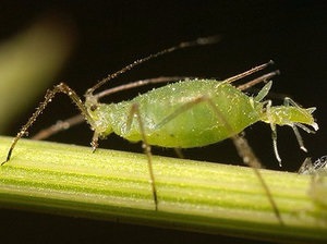 De ce frunze galbene de zmioculcus, principalele boli și dăunători de plante