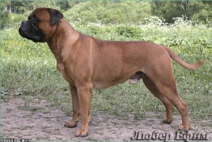 Pregătirea bullmastiff pentru expoziție