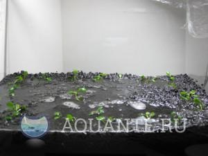 Pregătirea solului pentru prima pornire a acvariului cu plante