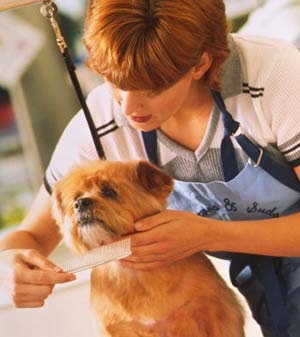 Kutyák előkészítése a kiállításhoz - karbantartás és gondozás - természet és állatok