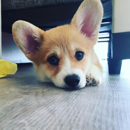 Подробности за породата уелски Corgi