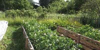 Solicitați lățimea optimă a patului de grădină cu garduri - răspunsurile experților