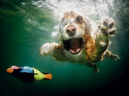 A búvárkodó kutyák víz alatti felvétele a seth kastélyból