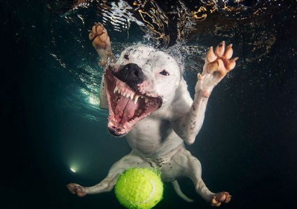 Fotografiere subacvatică a câinilor de scufundări din castel