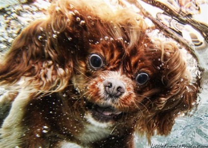 Fotografiere subacvatică a câinilor fotograf de seturi de castele