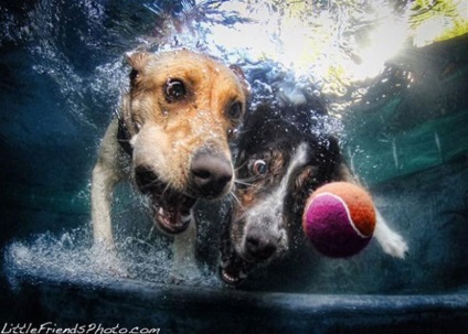 Fotografiere subacvatică a câinilor fotograf de seturi de castele