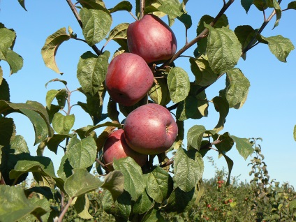 Anomalii meteo în acest an și recolta este merită să numărați mere, pere și fructe de pădure