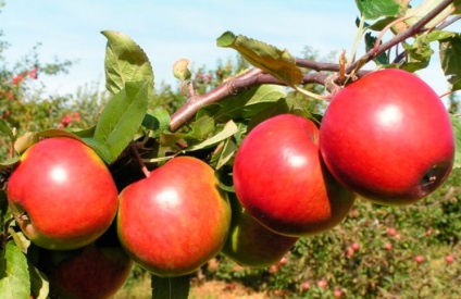 Időjárási anomáliák ebben az évben és az aratás érdemes számolni az alma, a körte és a bogyók