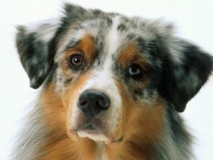 Maturarea sexuală a animalelor de companie atunci când prima căldură începe la câini