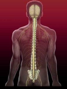 A gerincvelő kezelésének keresztirányú mielinise, nyaki gerincvelő, syringomyelia