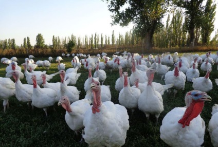 Rase de curcani (50 fotografii) Care este cea mai mare, crucea mare, curcan cultivarea, întreținerea și