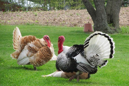Rase de curcani - fotografie și descrierea puiilor de găină, cu pieptănată albă, bronz, Big 6 și
