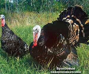 Rase de curcani - fotografie și descrierea puiilor de găină, cu pieptănată albă, bronz, Big 6 și