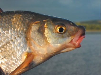 Prykarpattya - marginea peștilor neobișnuit