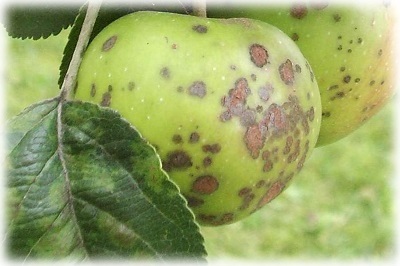 Aplicarea lichidului Bordeaux în horticultură în primăvară și toamnă