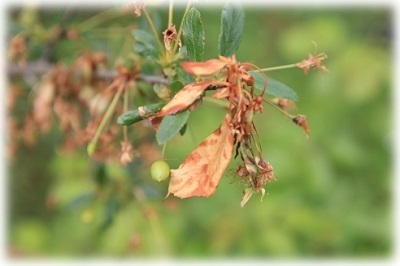 Aplicarea lichidului Bordeaux în horticultură în primăvară și toamnă