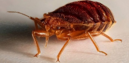 Jelek bedbugs a lakásban - hogyan kell megérteni, hogy a lakás ágynemű