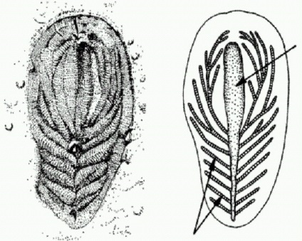 Originea artropodelor