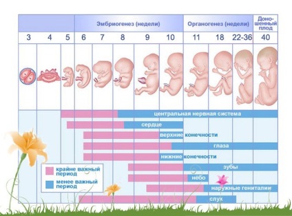 Pszichológia a terhesség első hónapjaiban