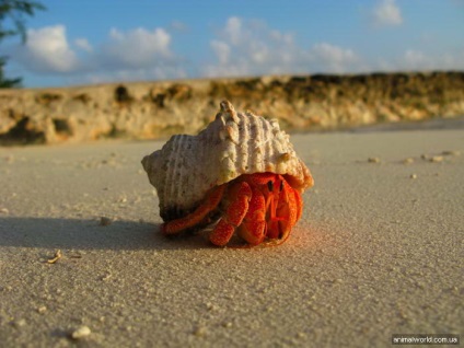 Crab pustnic (pagurus prideauxi)