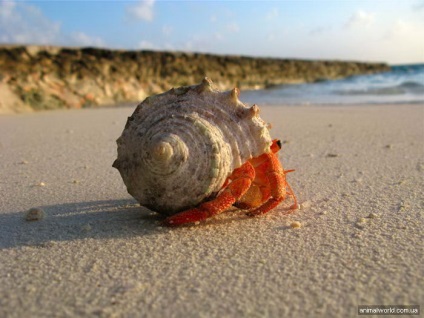 Crab pustnic (pagurus prideauxi)