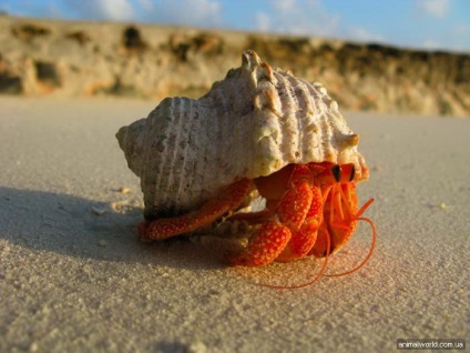 Crab pustnic (pagurus prideauxi)