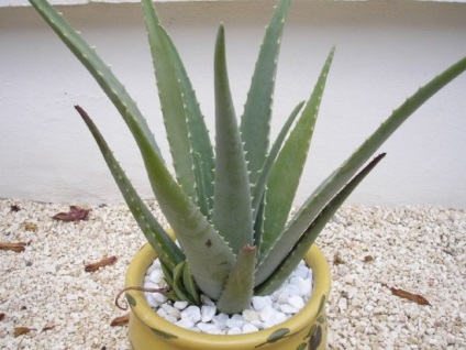 Aloe vera plantă (prezent) proprietăți medicinale, suc, extract, gel, aplicare, compoziție, tratament