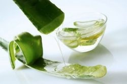 Aloe vera növény (jelen) gyógyhatása, gyümölcslé, kivonat, gél, alkalmazás, összetétel, kezelés