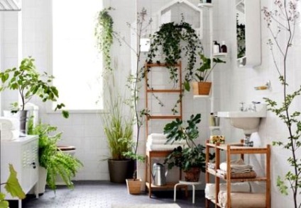Plante pentru o baie fără ferestre și cu ferestre, culori posibile - viața mea