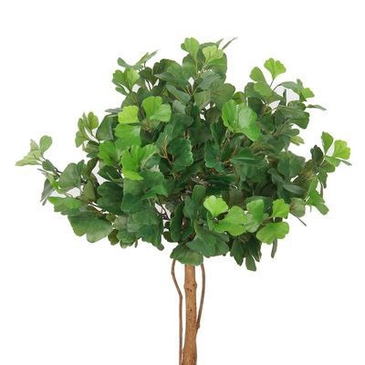 Plante care trateaza alpinisti sarpe, cimbru, ginkgo biloba, radacina de aur, imortelle, site despre