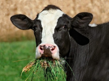 Rația de hrănire a vaci de lapte, un șantier de construcții