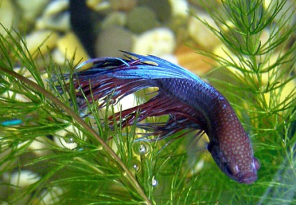 Az akváriumi halak reprodukálása otthon - fajta akváriumi halak leírása, leírása
