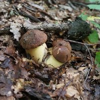 Retete de ciuperci prajite pentru iarna