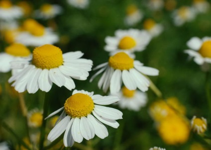 Camomile miros și inodor, utilizarea, rețete populare