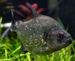 Piranha rromboidă sau negru (serrasalmus rhombeus)