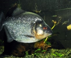 Piranha rromboidă sau negru (serrasalmus rhombeus)