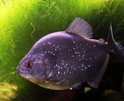 Piranha rromboidă sau negru (serrasalmus rhombeus)