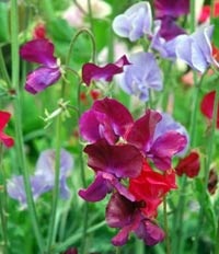 Mirosuri de grădină - flori parfumate în grădină
