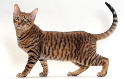 Cele mai scumpe pisici din lume sunt numele rocilor, fotografiile lor și prețul