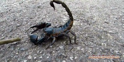 Dacă un scorpion sinucidere este inofensiv dacă otrava scorpionului este pentru el