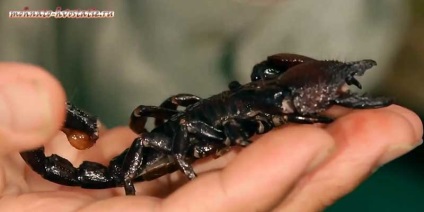 Dacă un scorpion sinucidere este inofensiv dacă otrava scorpionului este pentru el