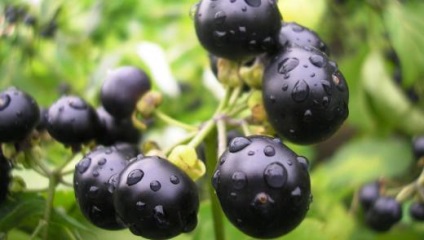 Sunberry - conținut caloric și proprietăți