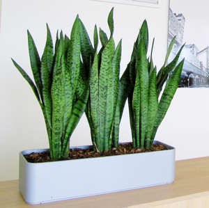 Sansevieria - îngrijire la domiciliu, reproducere și transplant