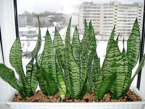 Sansevieria - îngrijire la domiciliu, reproducere și transplant