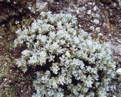 Cu flori albe - plante și flori