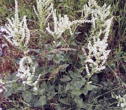 Cu flori albe - plante și flori