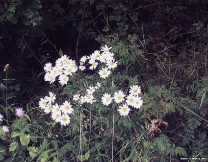 Cu flori albe - plante și flori