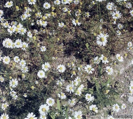 Cu flori albe - plante și flori