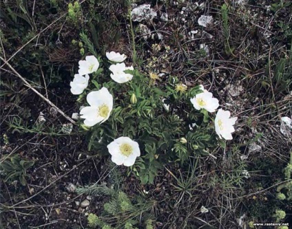A fehér virágok - növények és virágok