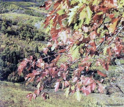 Cu flori albe - plante și flori